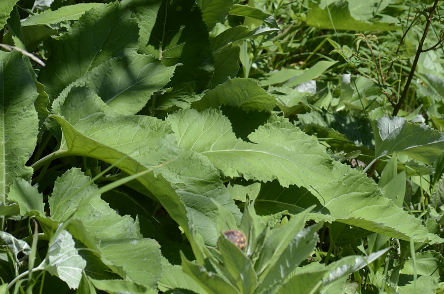 Rhaponticum hemeralpion  / Fiordaliso delle Alpi orientali